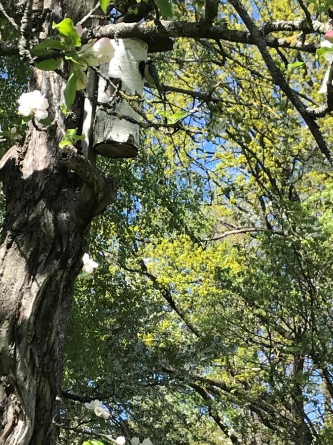 Vandrarhemmet Oestergatan Skovde Bagian luar foto
